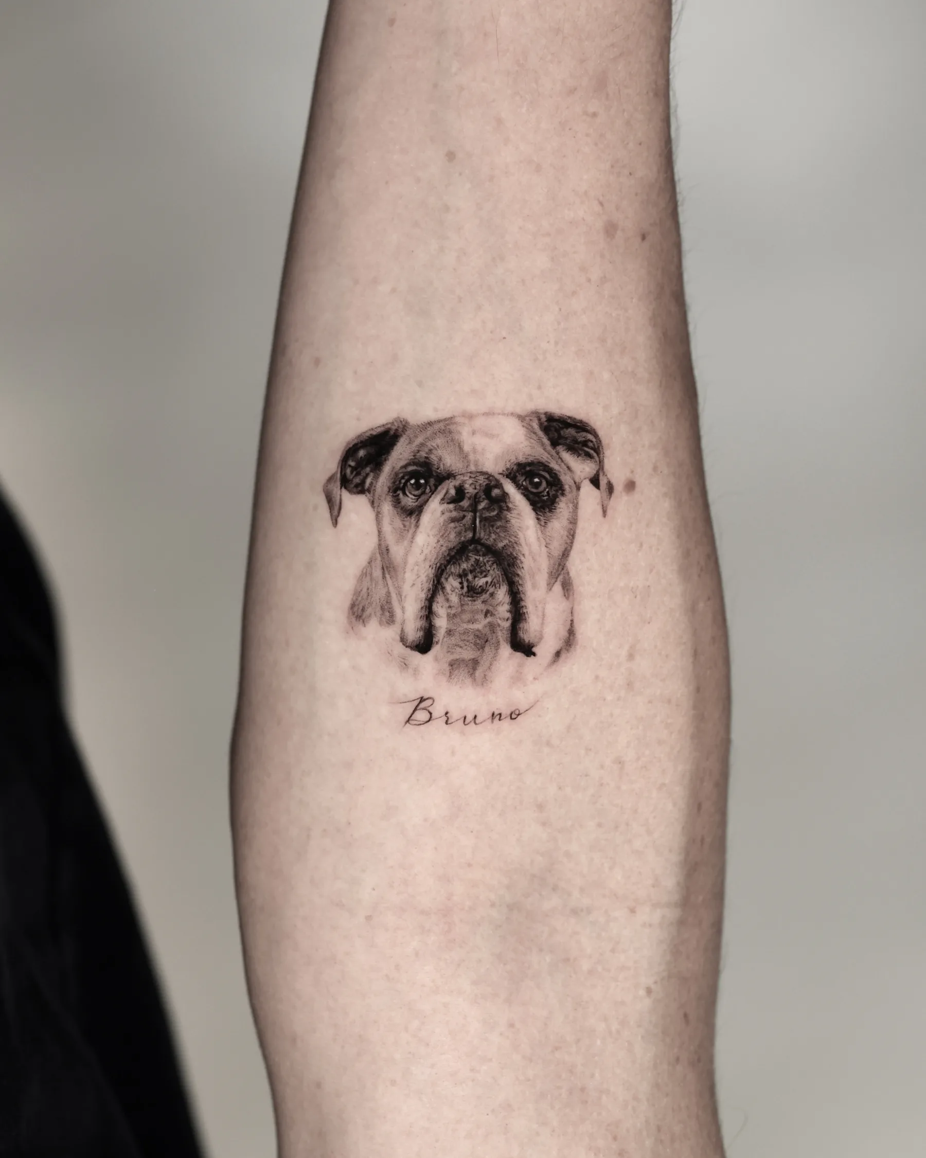 Black and grey bulldog portrait tattoo with the name Bruno, forearm