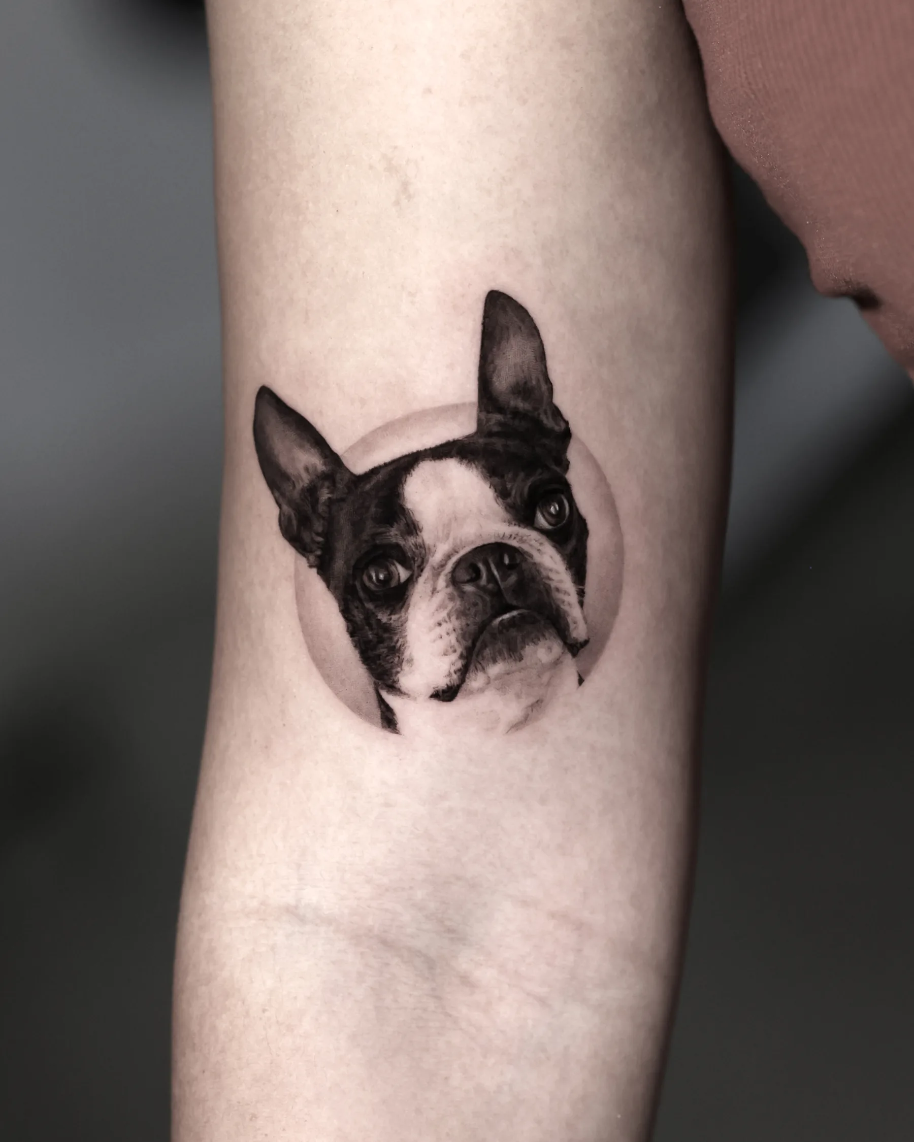 Black and grey Boston terrier portrait tattoo inside a circle