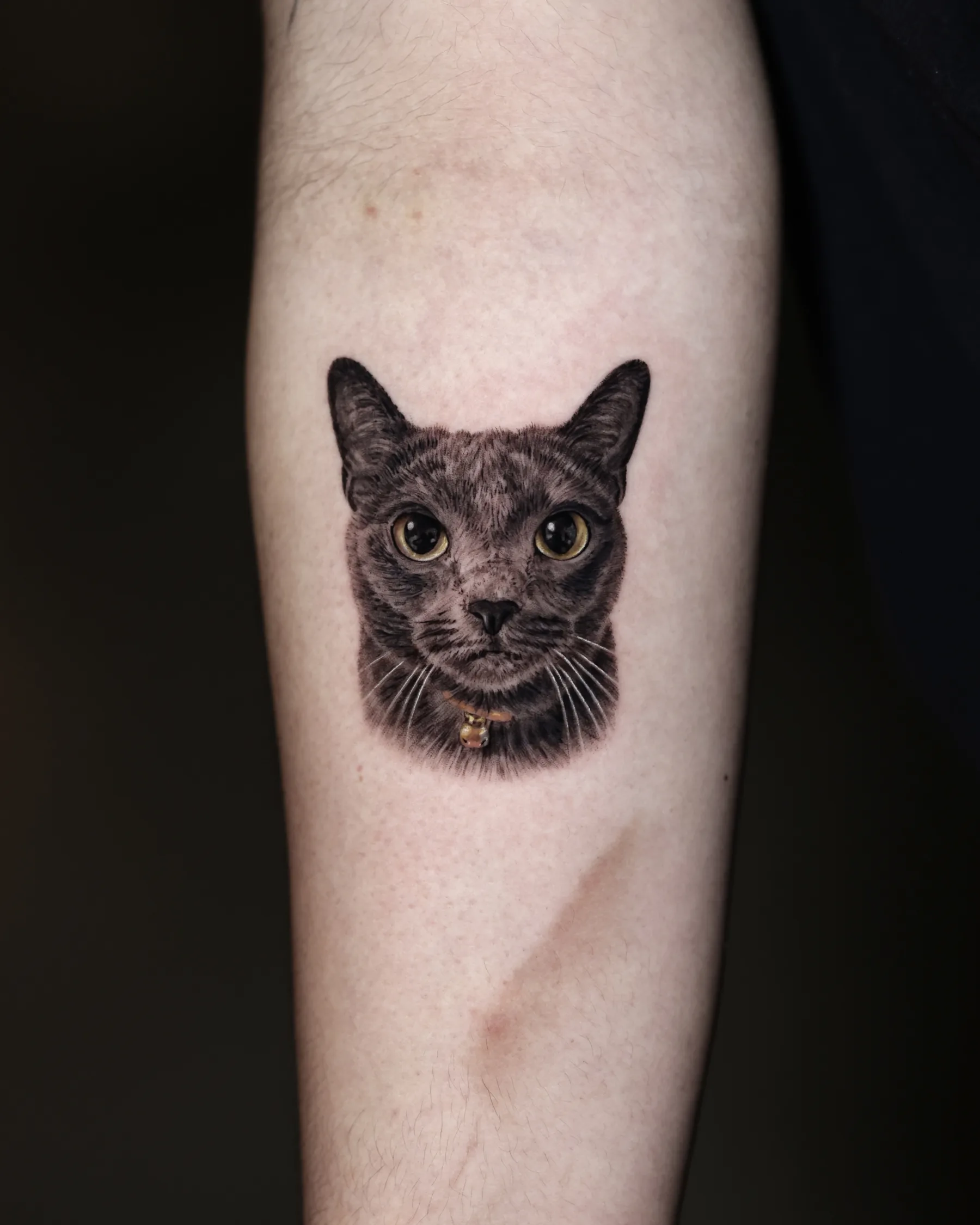 Realistic grey cat portrait tattoo
