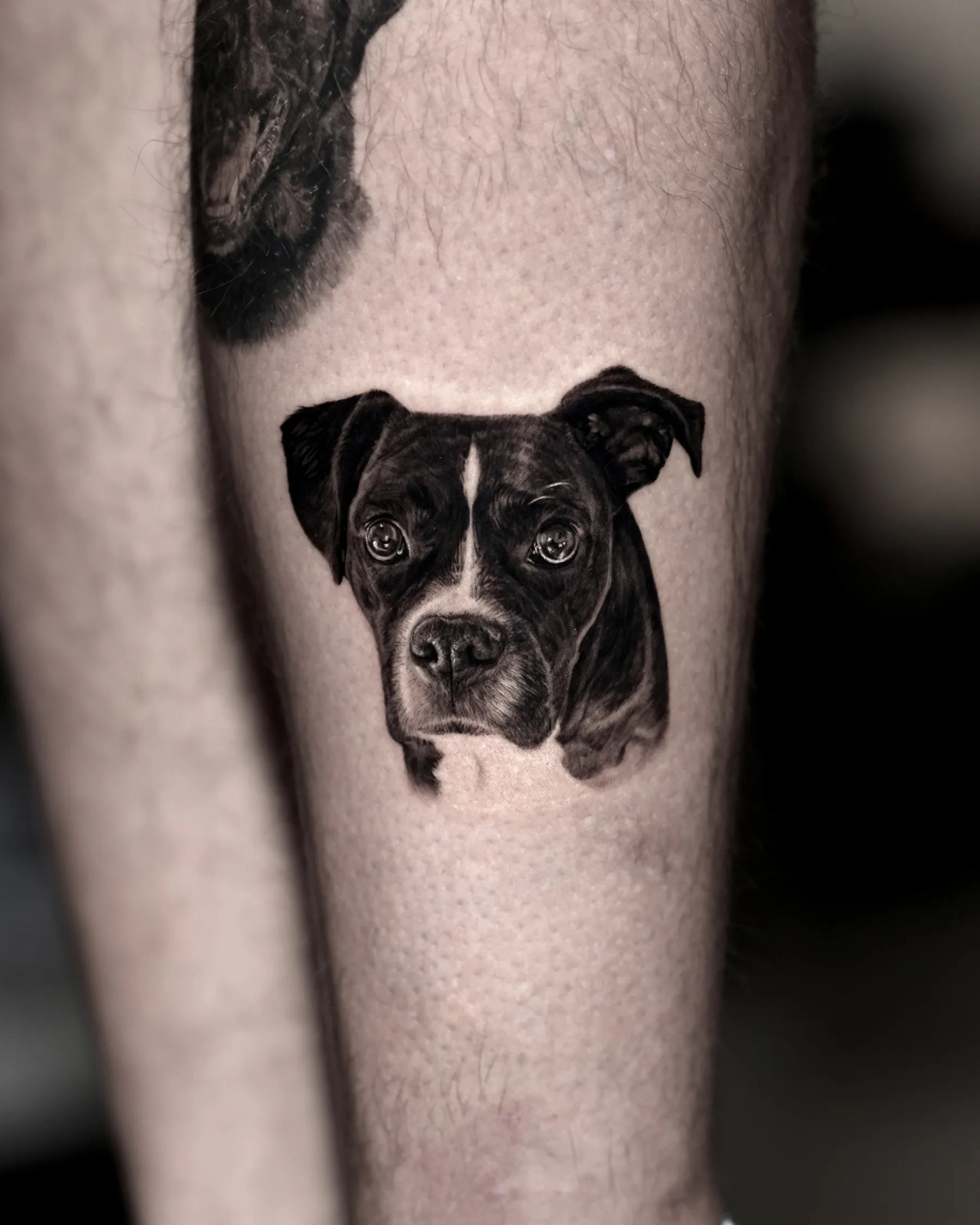 Black and grey boxer dog portrait tattoo on the calf