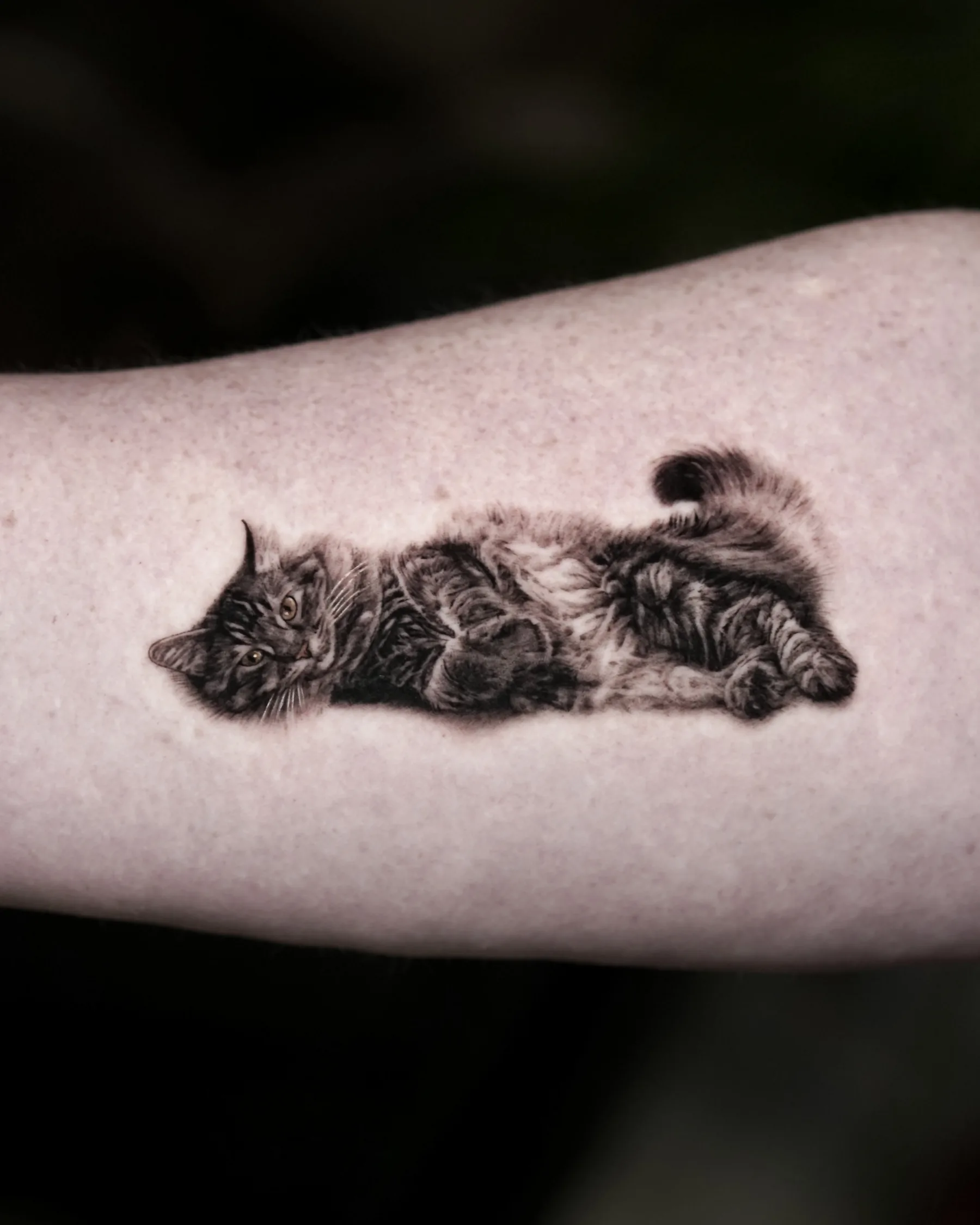 Black and grey tattoo of a long-haired tabby cat lying down, forearm