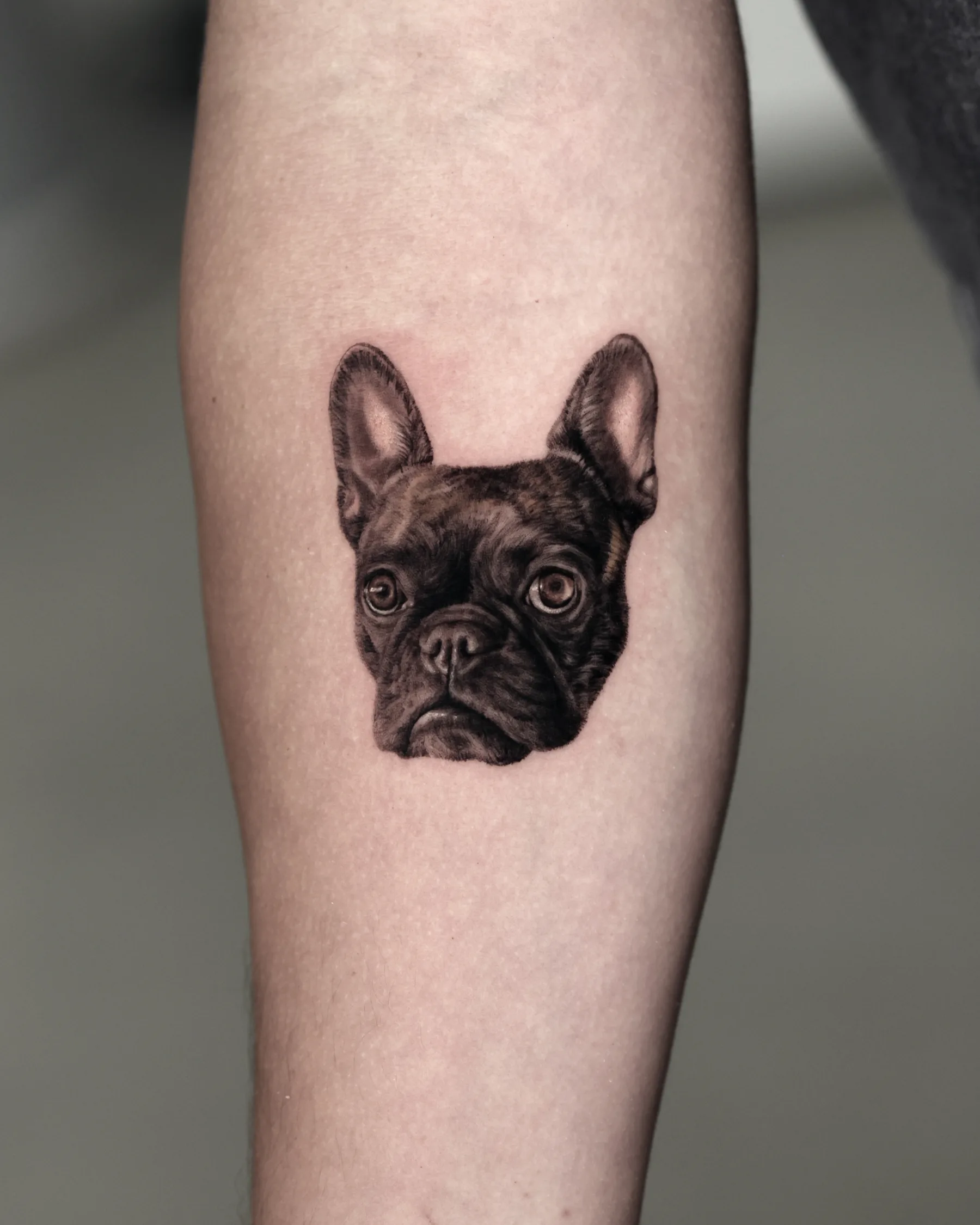 Black and grey French bulldog portrait tattoo