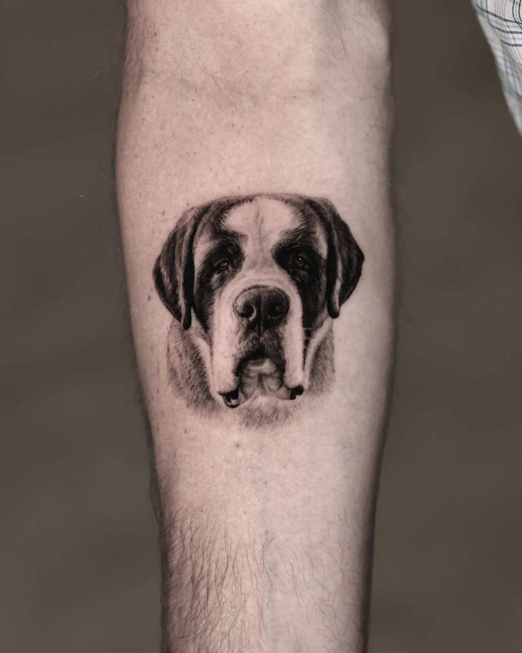 Black and grey Saint Bernard portrait tattoo on the forearm