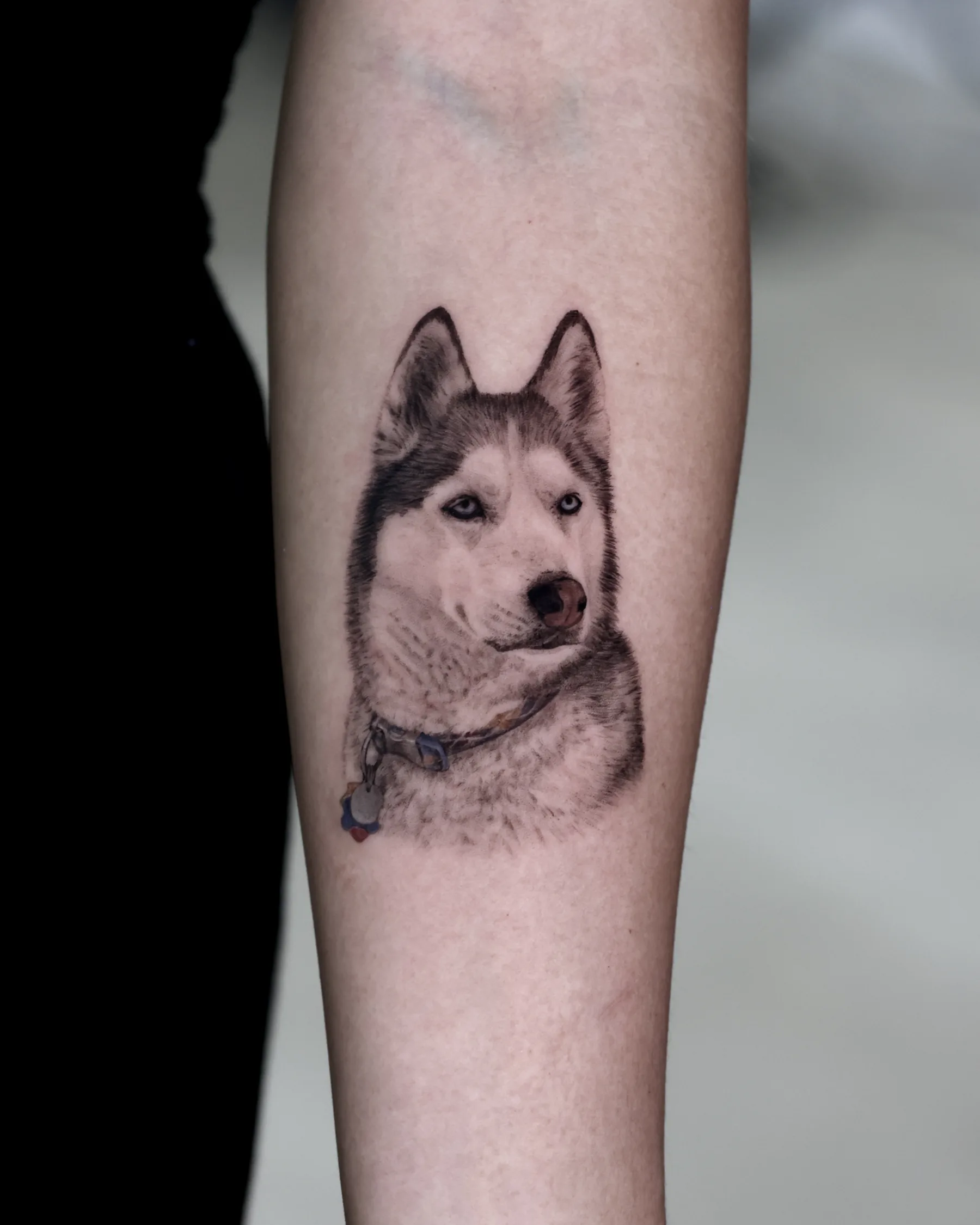 Black and grey Siberian husky portrait tattoo with collar tags, forearm