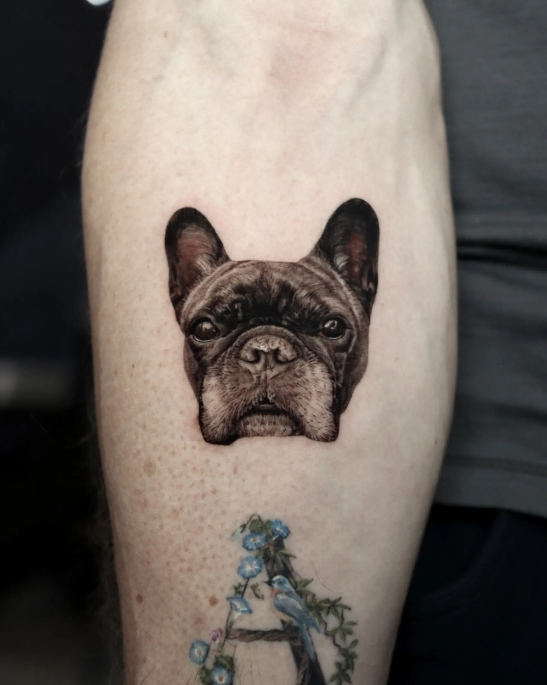 Black and grey French bulldog portrait tattoo on the calf