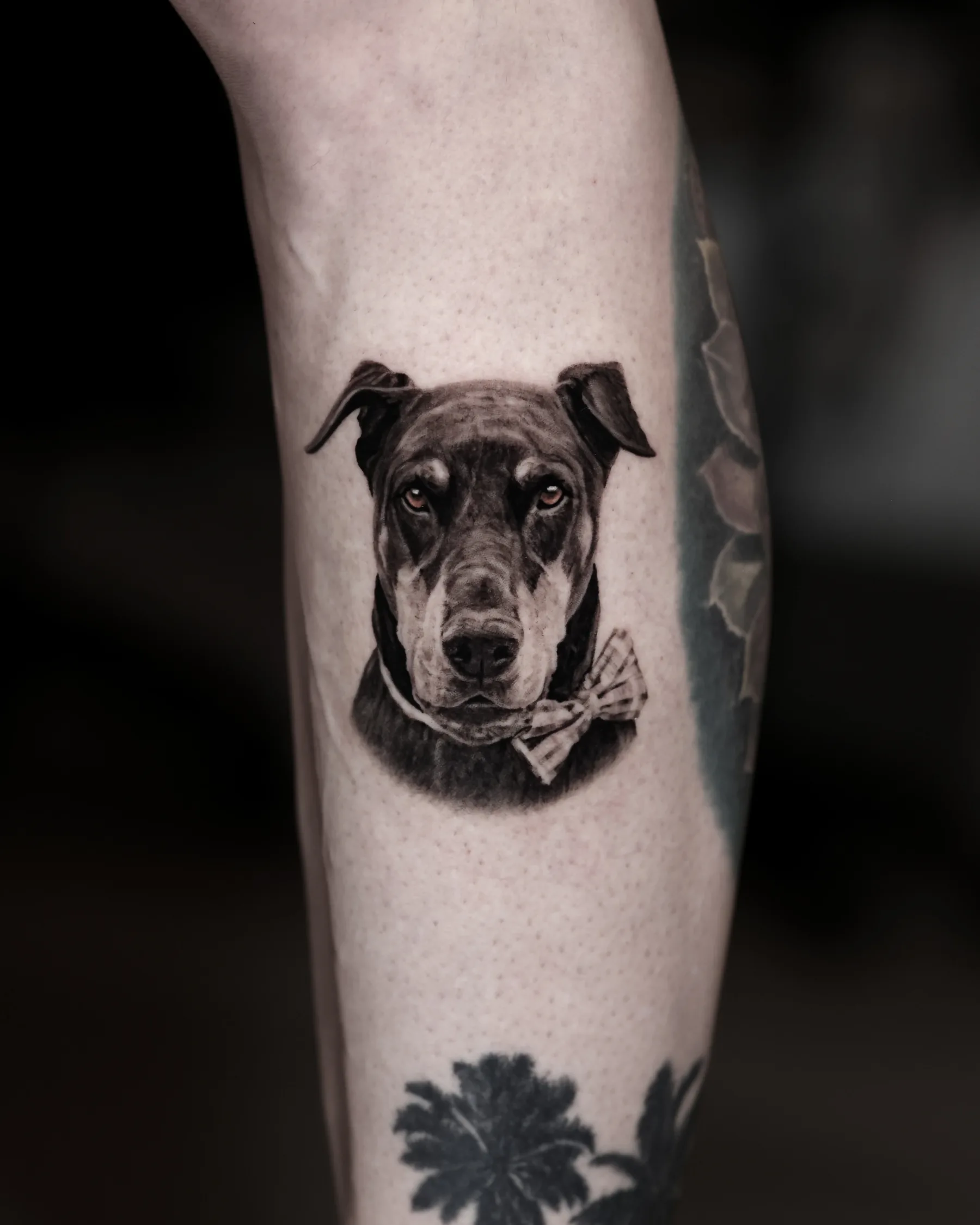 Black and grey Doberman portrait tattoo wearing a bow tie, calf