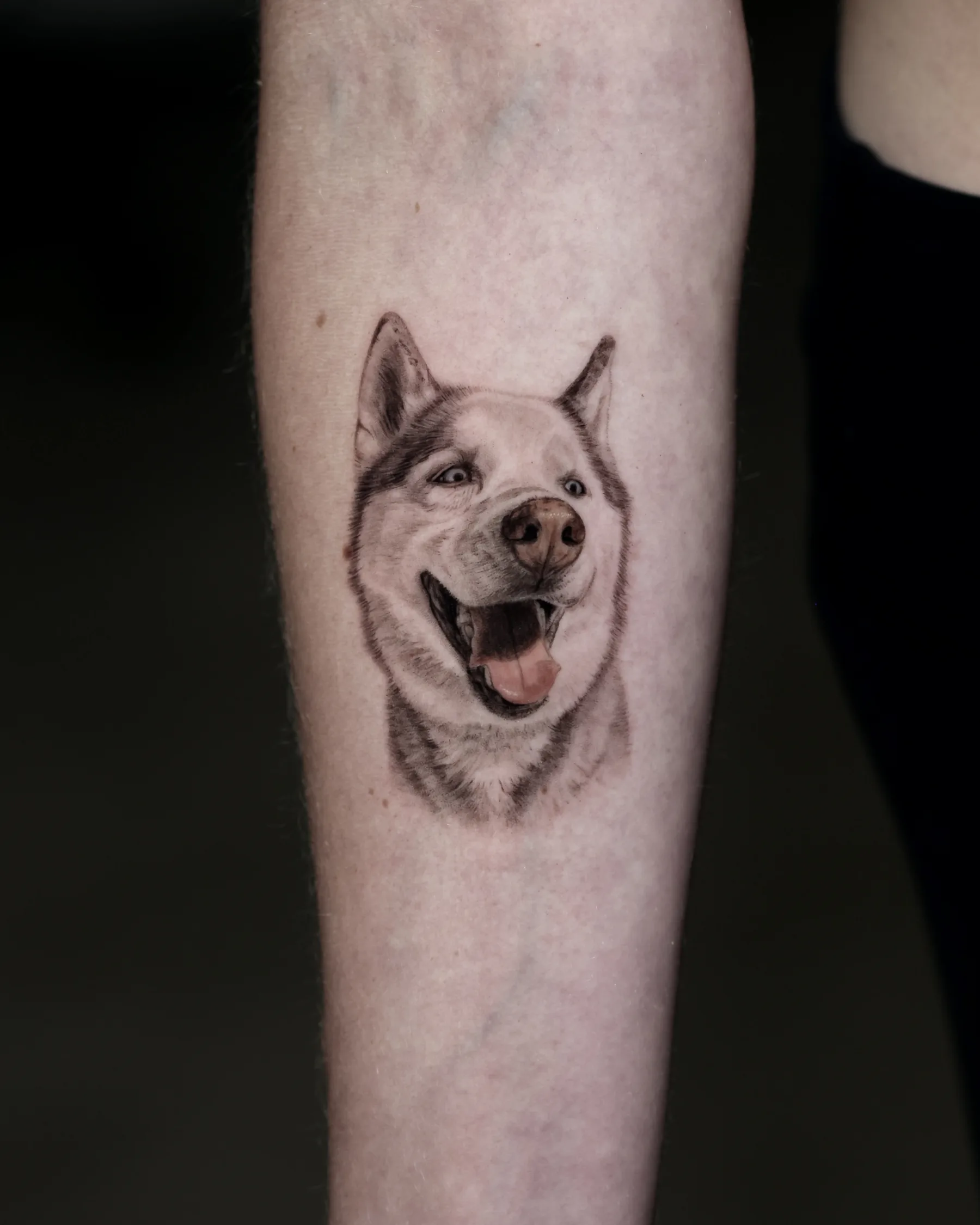 Black and grey husky portrait tattoo with open mouth, forearm