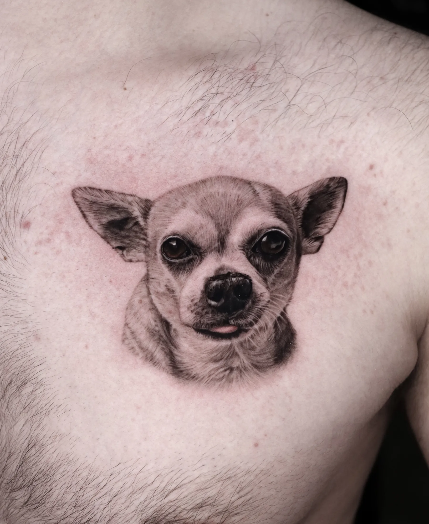 Black and grey Chihuahua portrait tattoo on the chest