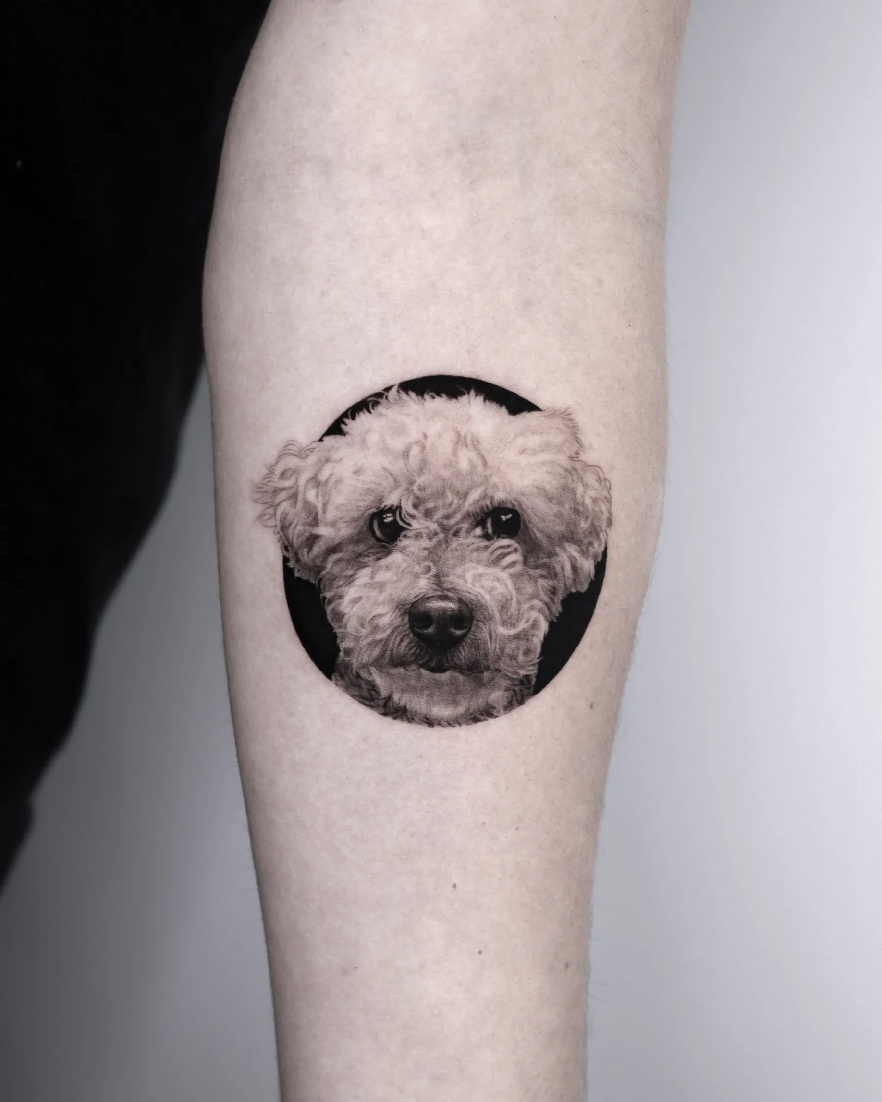 Black and grey poodle portrait tattoo in a black circle, forearm
