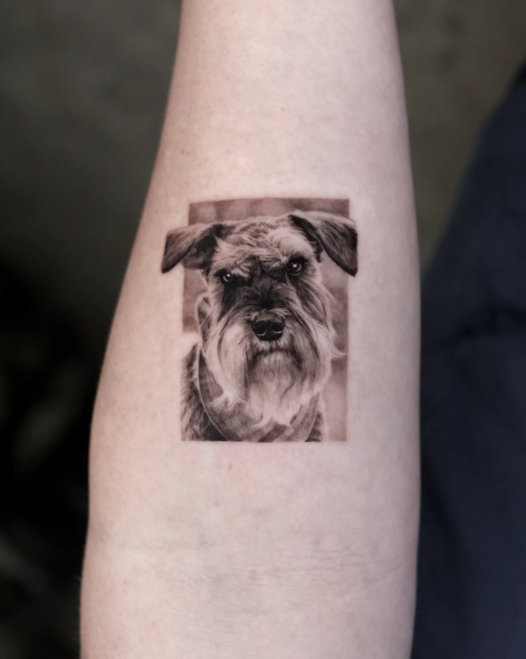 Black and grey schnauzer portrait tattoo in a rectangle frame, forearm