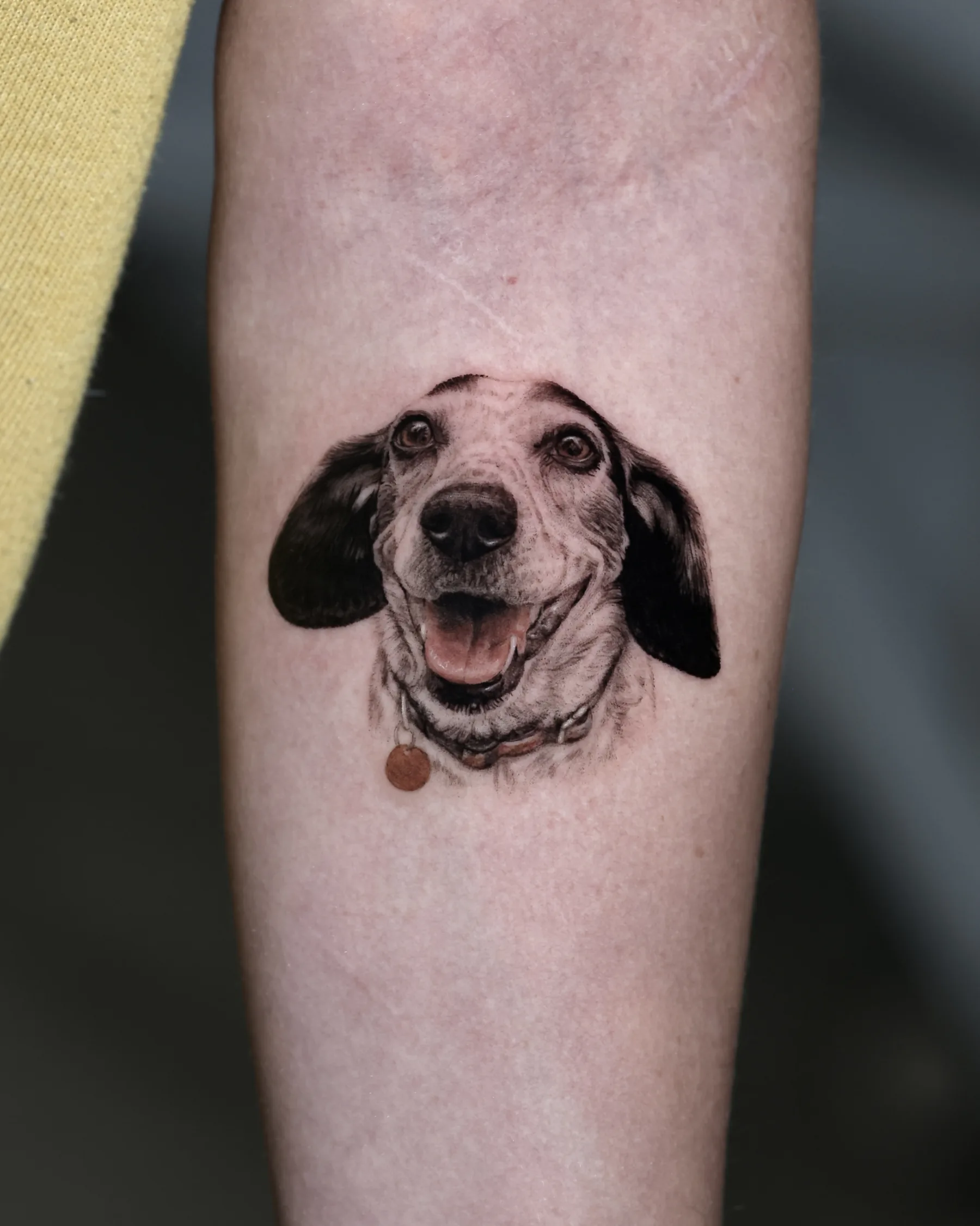 Black and grey happy dachshund portrait tattoo with collar tag, forearm