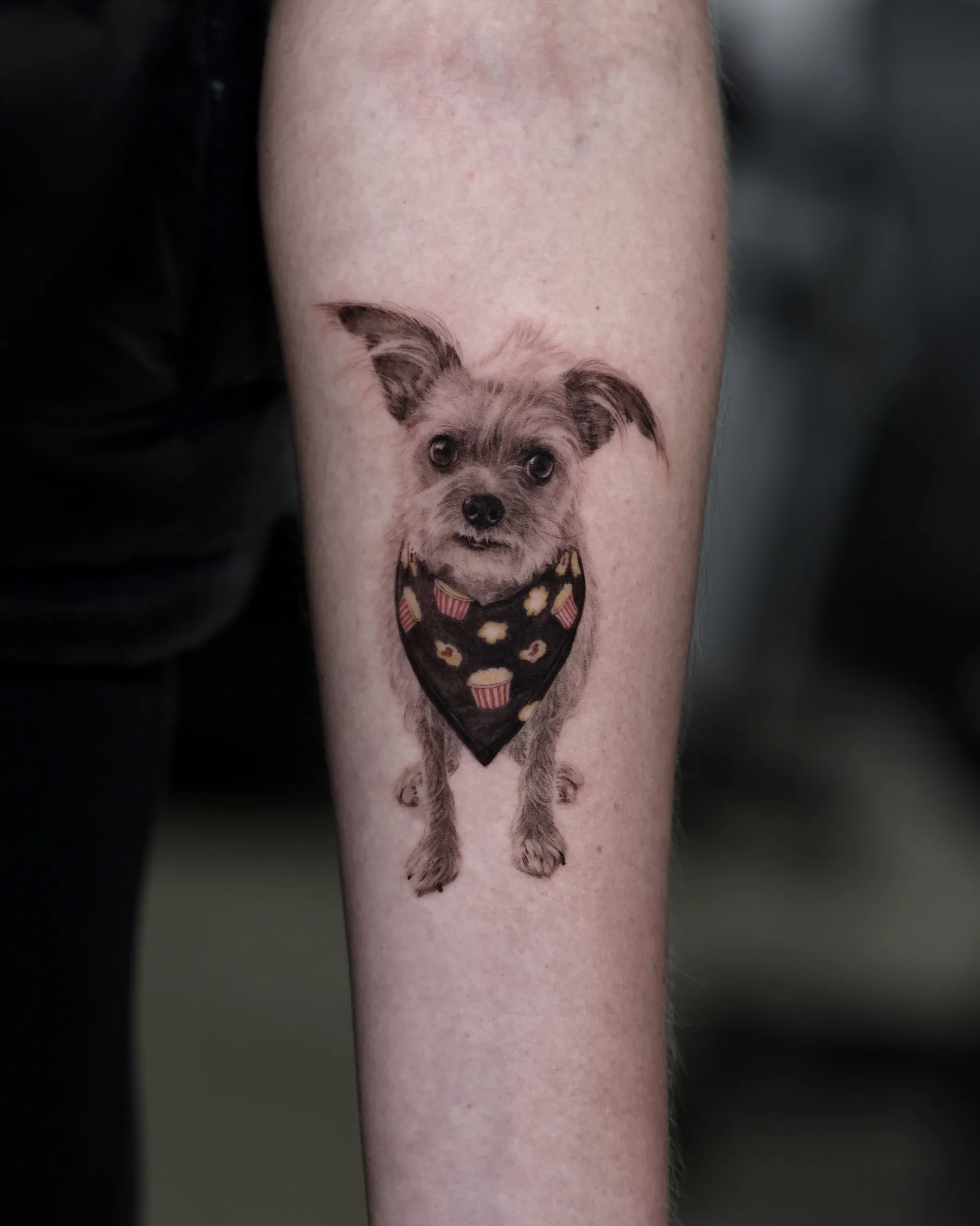 Black and grey small terrier tattoo wearing a popcorn-print bandana, forearm