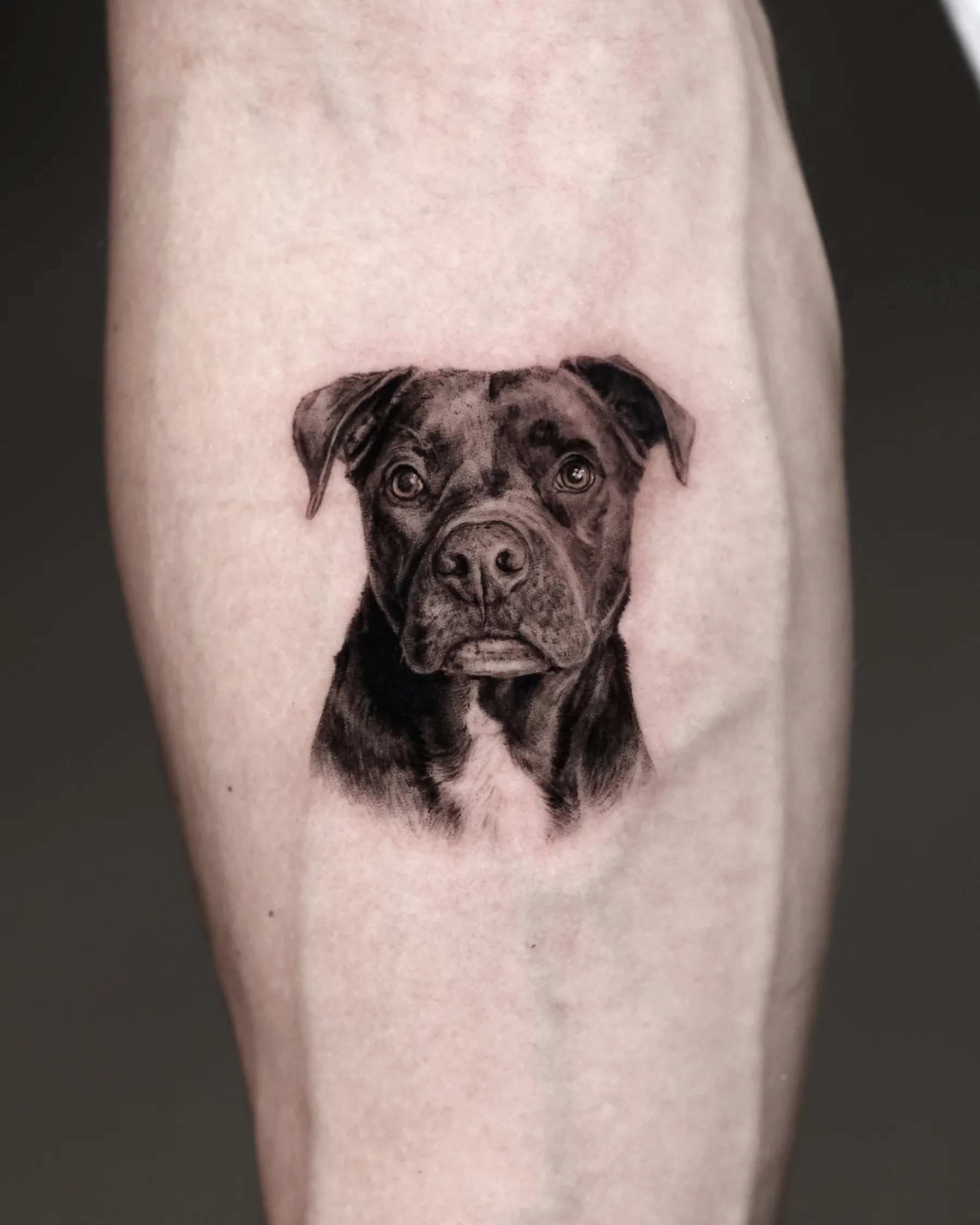 Black and grey pit bull portrait tattoo on the calf