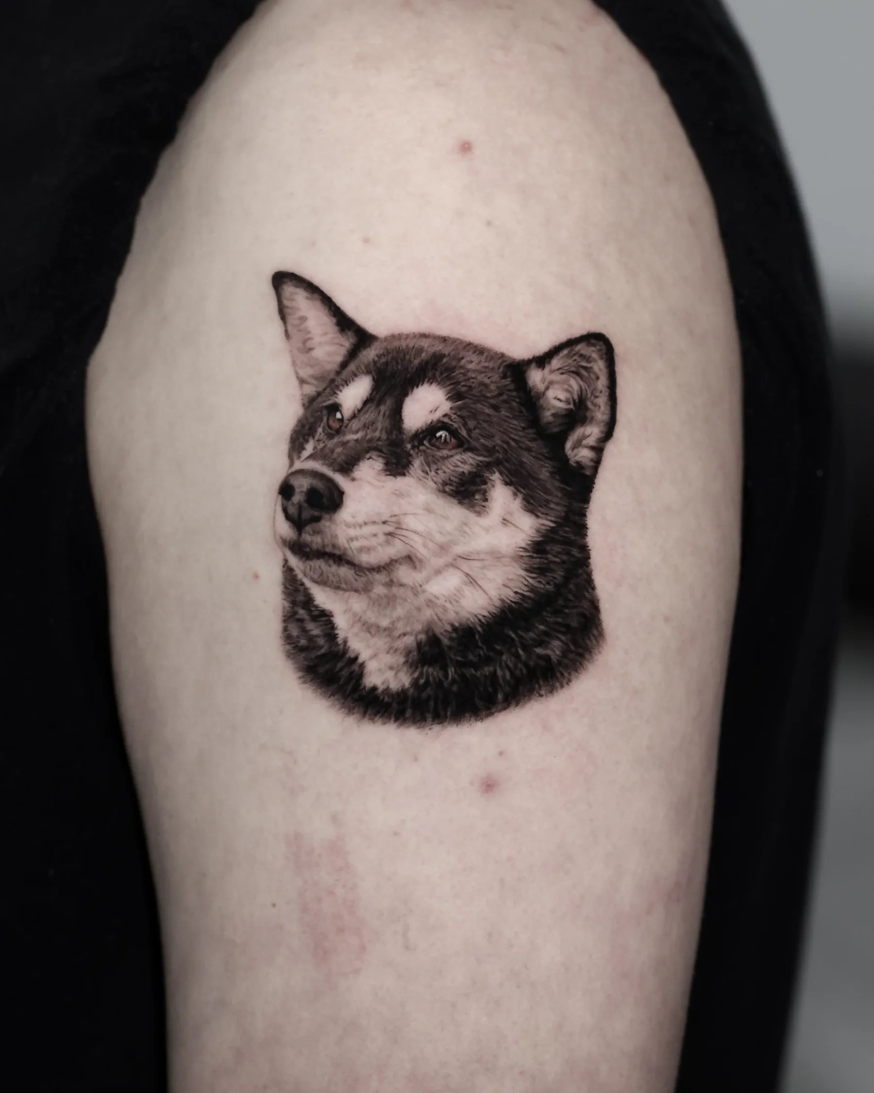Black and grey Shiba Inu portrait tattoo on the upper arm