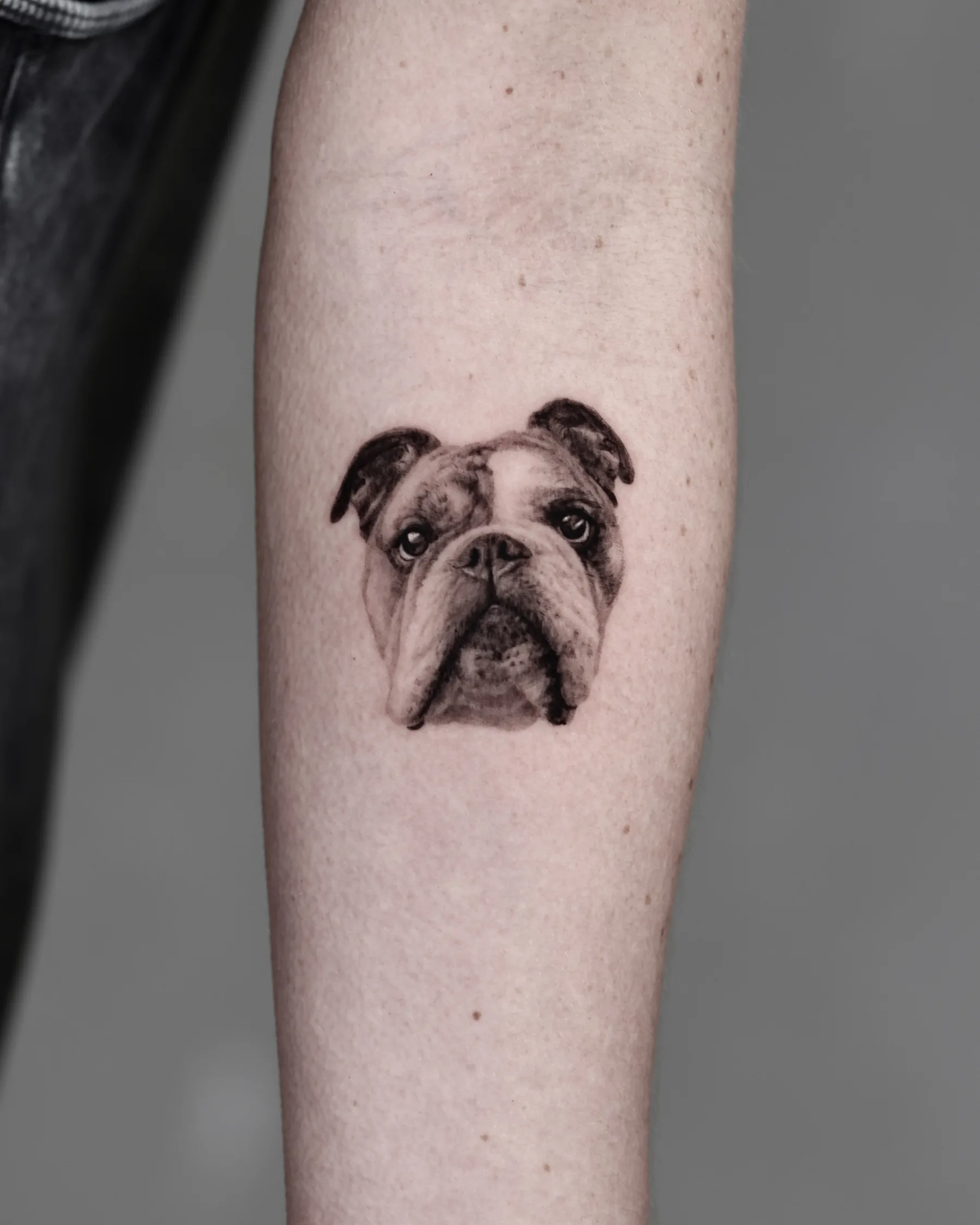 Black and grey English bulldog portrait tattoo on the forearm