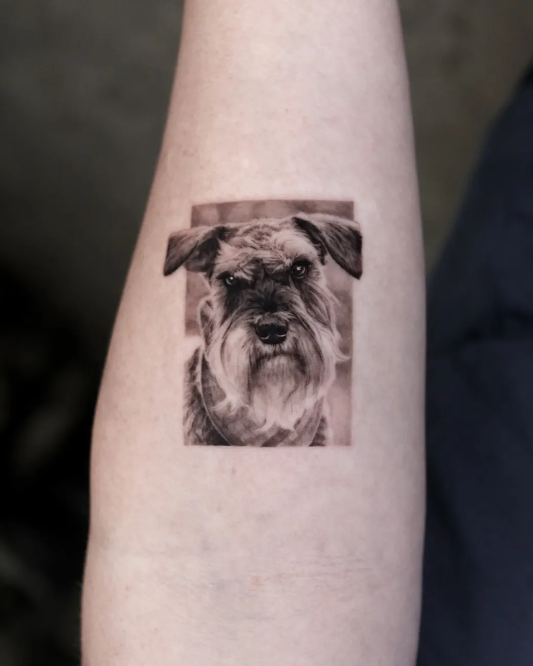 Black and grey realistic Schnauzer portrait tattoo in a frame
